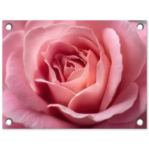 Roze - Roos - Romantisch tuinposter los doek klein -3d