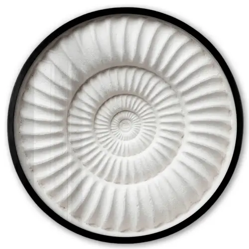 Schelp - Spiraal - Wit Fotolijst rond zonder passe partout klein -3d