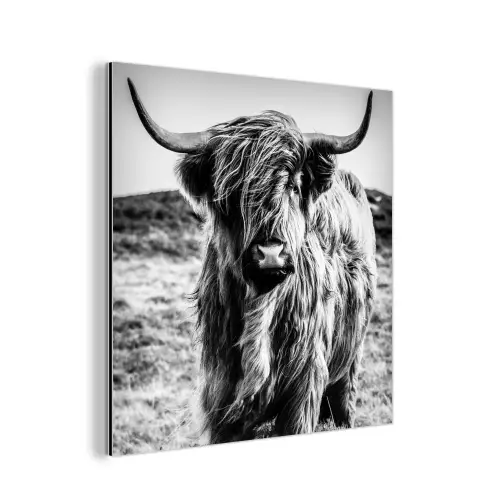 Schotse hooglander - Natuur - Koe - Zwart - Wit aluminium wit klein -3d