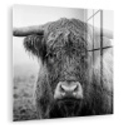 Schotse hooglander - Zwart - Wit - Gras plexiglas 5mm klein -zzzproduct_nieuw