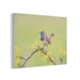 Vogel - Tak - Natuur - Kleurrijk PET vilt klein -3d