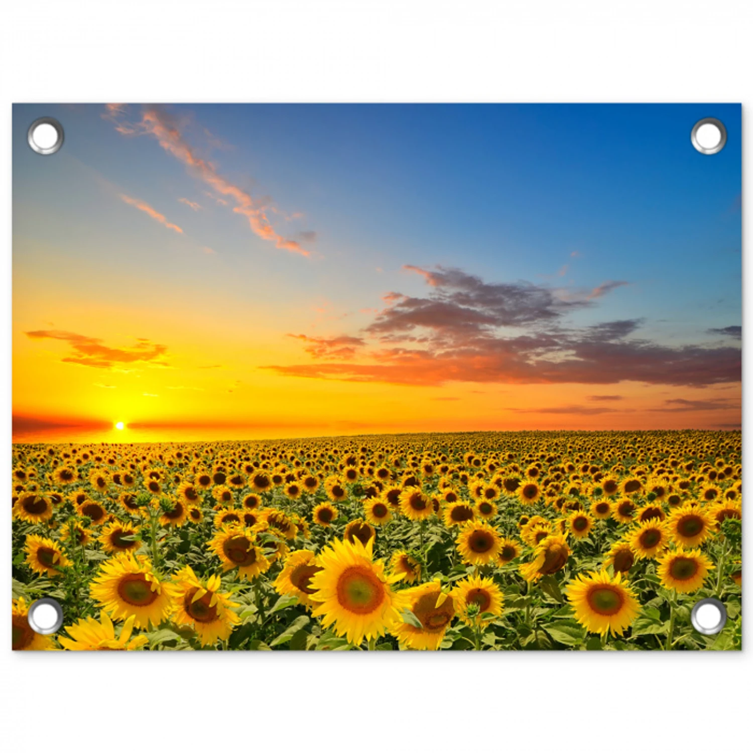 Bloemen - Zonnebloem - Zonsondergang - Nacht - Oranje tuinposter los doek klein -3d