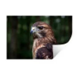 Buizerd - Roofvogel - Natuur - Bruin Muursticker klein -3d