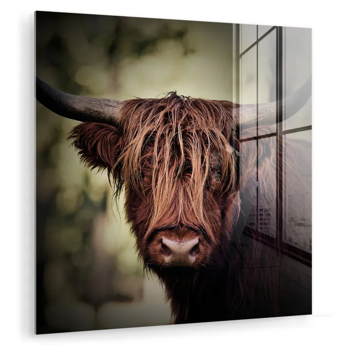Schotse hooglander - Licht - Portret - Natuur plexiglas 5mm klein -zzzproduct_nieuw