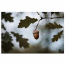 Eikel - Eikenblad - Bos - Herfst - Natuur poster papier klein -3d