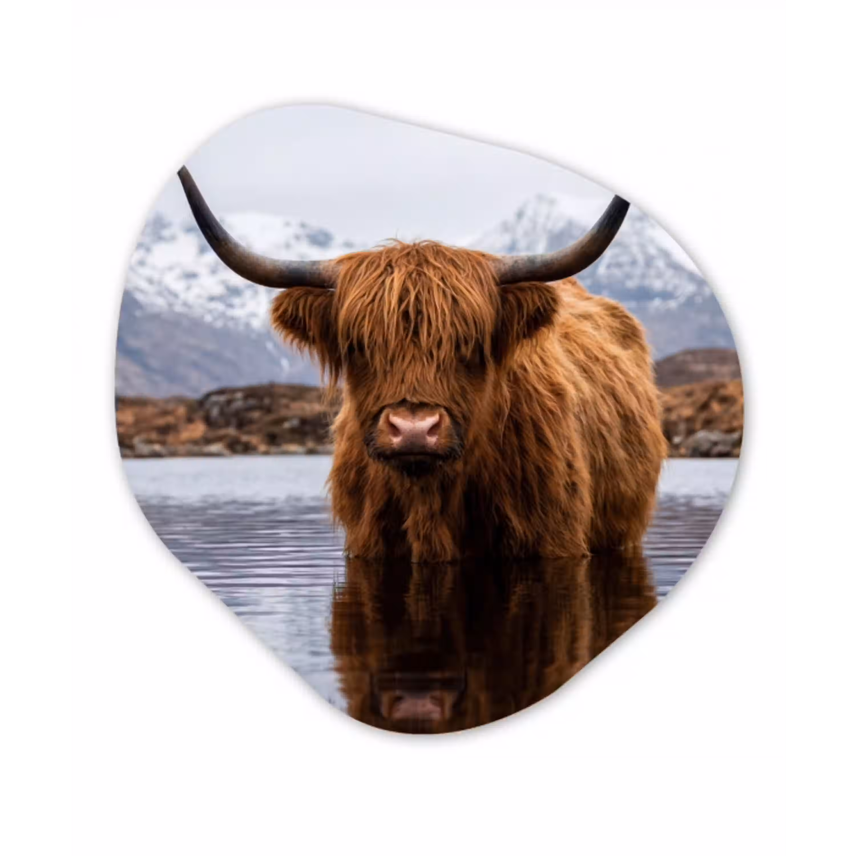 Schotse hooglander - Bruin - Water Wandcirkel Organisch Aluminium middel -3d
