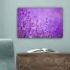 Lavendel - Close-up - Bloemen - Paars canvas 2cm klein -sfeer4