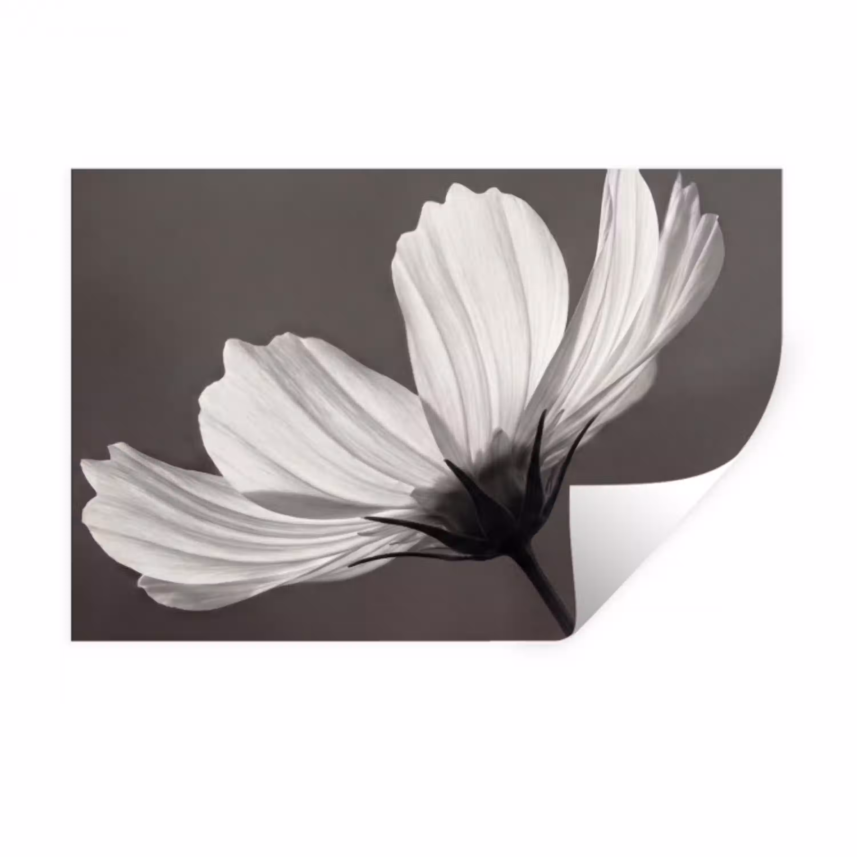 Bloem - Minimalistisch - Zwart - Wit Muursticker klein -3d