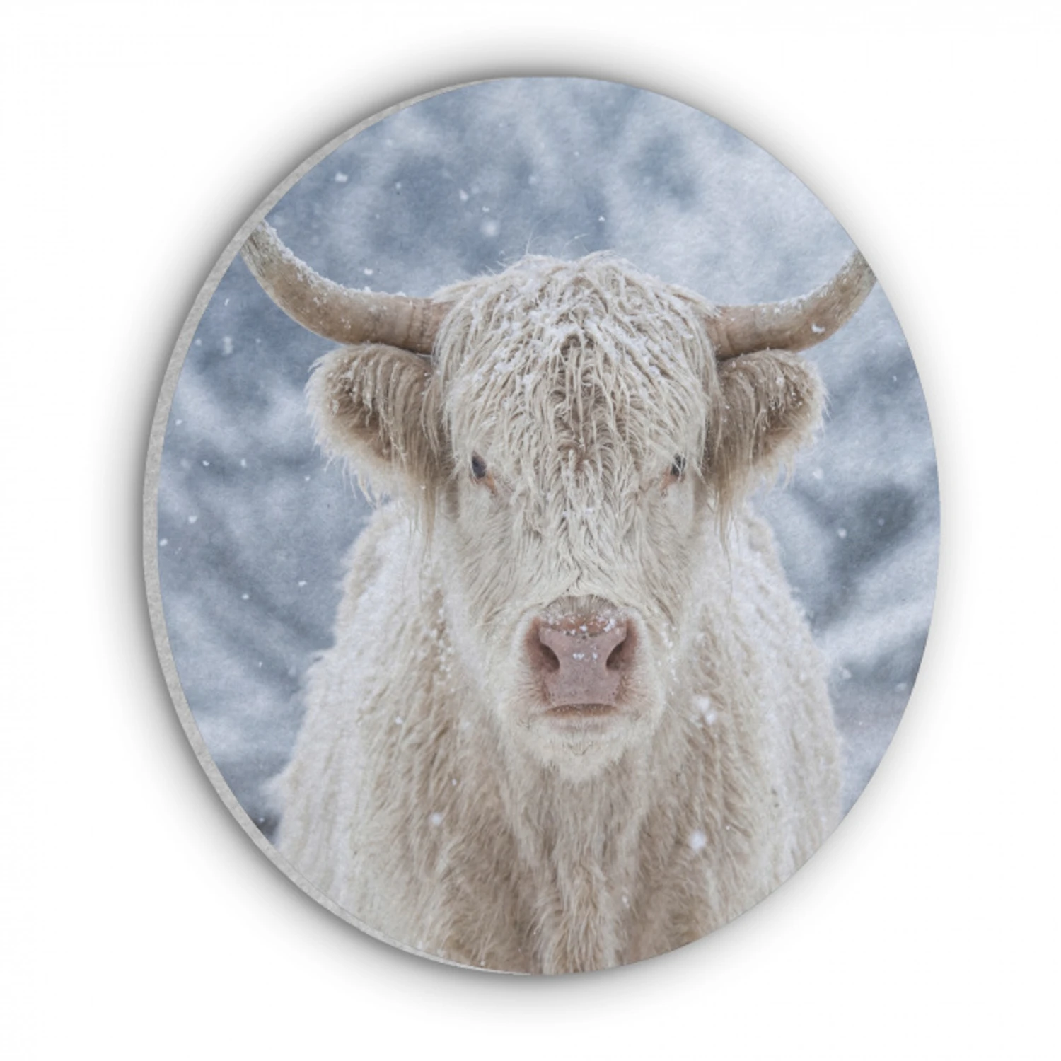 Schotse Hooglander - Sneeuw - Bergen - Winter Akoestische PET Vilt - Rond klein -3d
