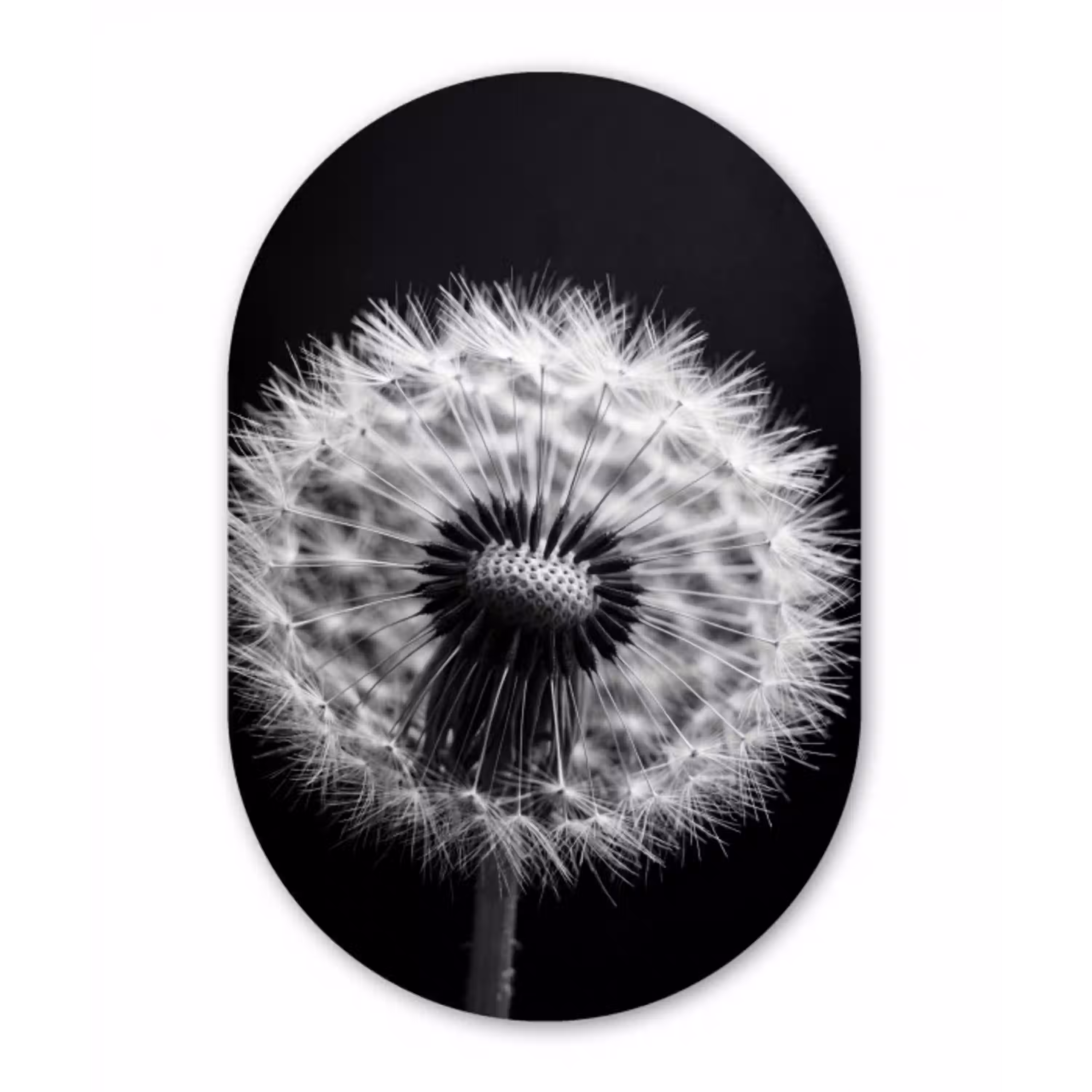 Paardenbloem - Zwart - Wit Wandcirkel Ovaal Aluminium middel -3d