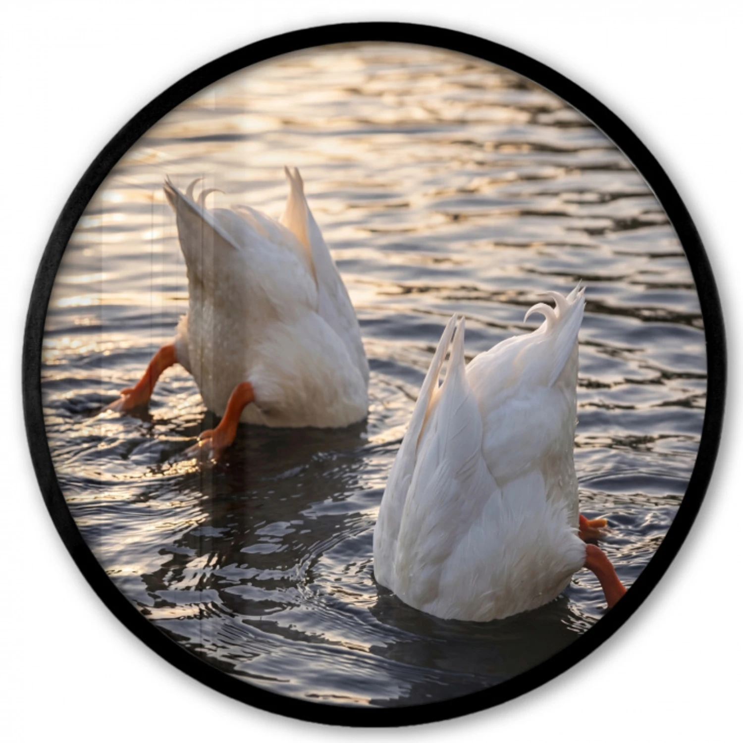 Eenden - Water - Natuur Fotolijst rond zonder passe partout klein -3d