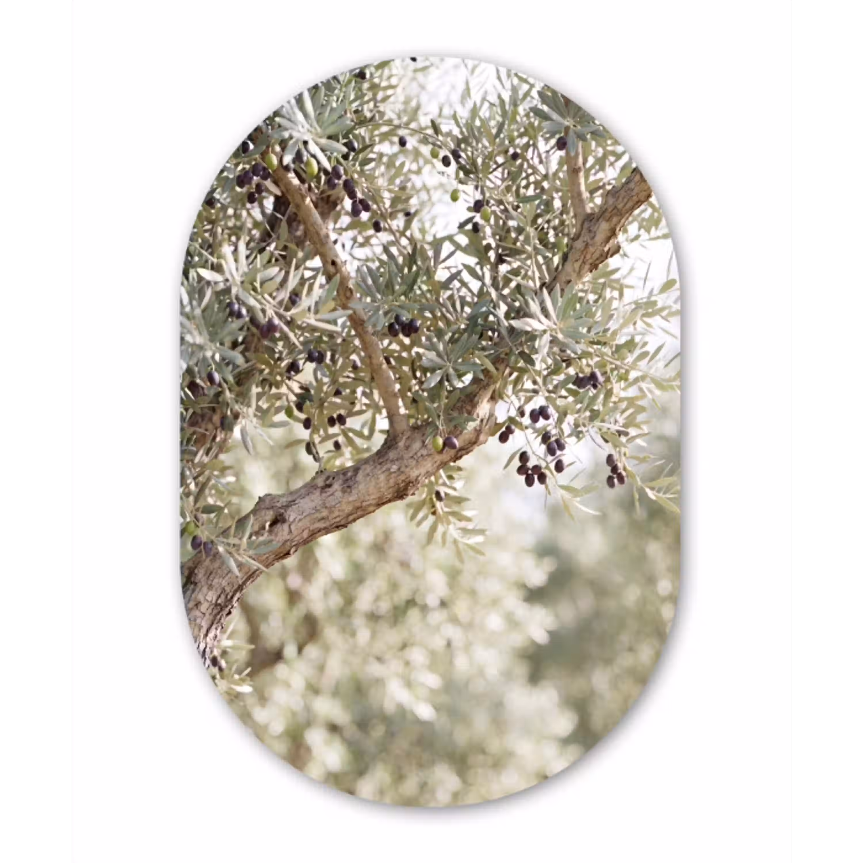 Olijfboom - tak - groen Wandcirkel Ovaal Glas middel -3d