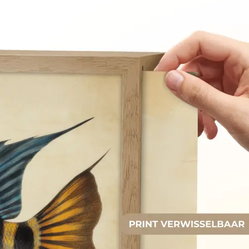 Vis - Tropisch - Strepen - Vinnen Light Box met batterij (Wandlamp) middel -USP_websiteprintNL
