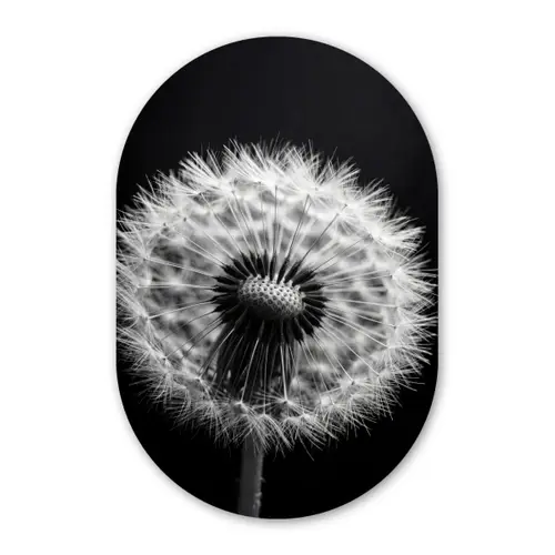 Paardenbloem - Zwart - Wit Wandcirkel Ovaal Forex klein -3d