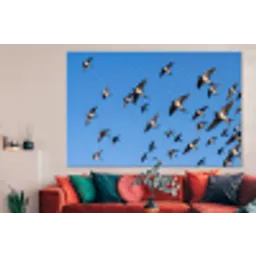 Zwaluwen - Vliegen - Blauw forex 5mm xxl -woonkamer