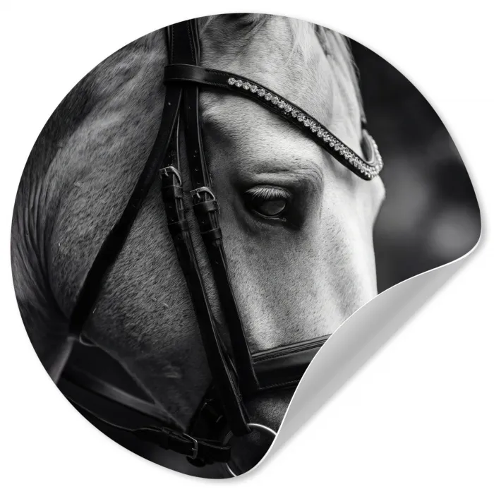 Paard - Schimmel - Portret Wandcirkel behangsticker klein -3d