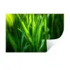 Grassprieten - Lichtinval - Groen Muursticker klein -3d
