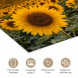 Zonnebloemen - Heuvellandschap - Geel poster papier klein -tcloseup_DE