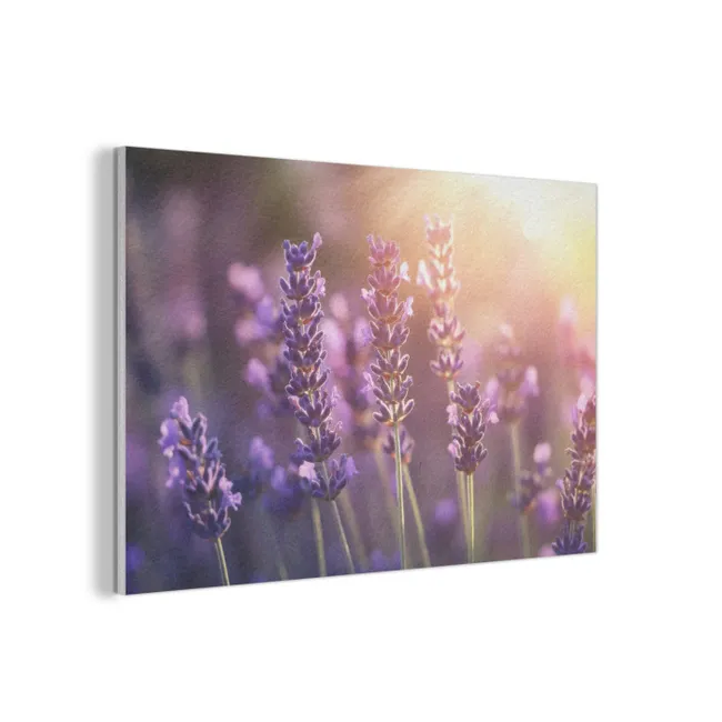 Akoestisch schilderij - Lavendelbloemen - Paars - Zonlicht