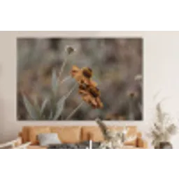 Zonnehoed - Droogbloemen - Geel - Warm forex 5mm xxl -bovenbank
