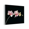 Orchidee - Bloemen - Zwart - Roze - Knoppen forex 5mm xxl -3d
