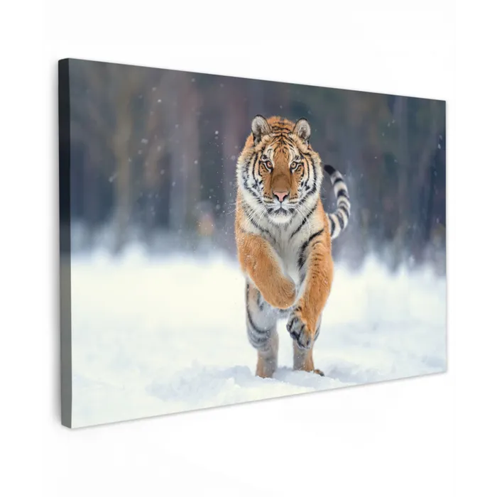 Tijger - Landschap - Sneeuw - Winter - Dieren Tuinposter op houten frame 2 cm dik klein -3d