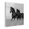Paarden - Gras - Zwart - Wit plexiglas 5mm klein -z3d