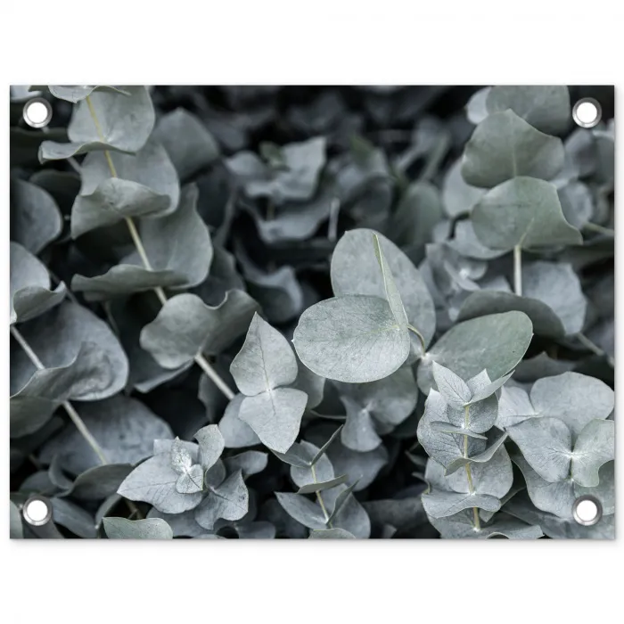 Natuur - Planten - Eucalyptus - Bladeren tuinposter los doek klein -3d