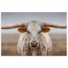 Longhorn - Grasveld - Dier poster papier klein -3d
