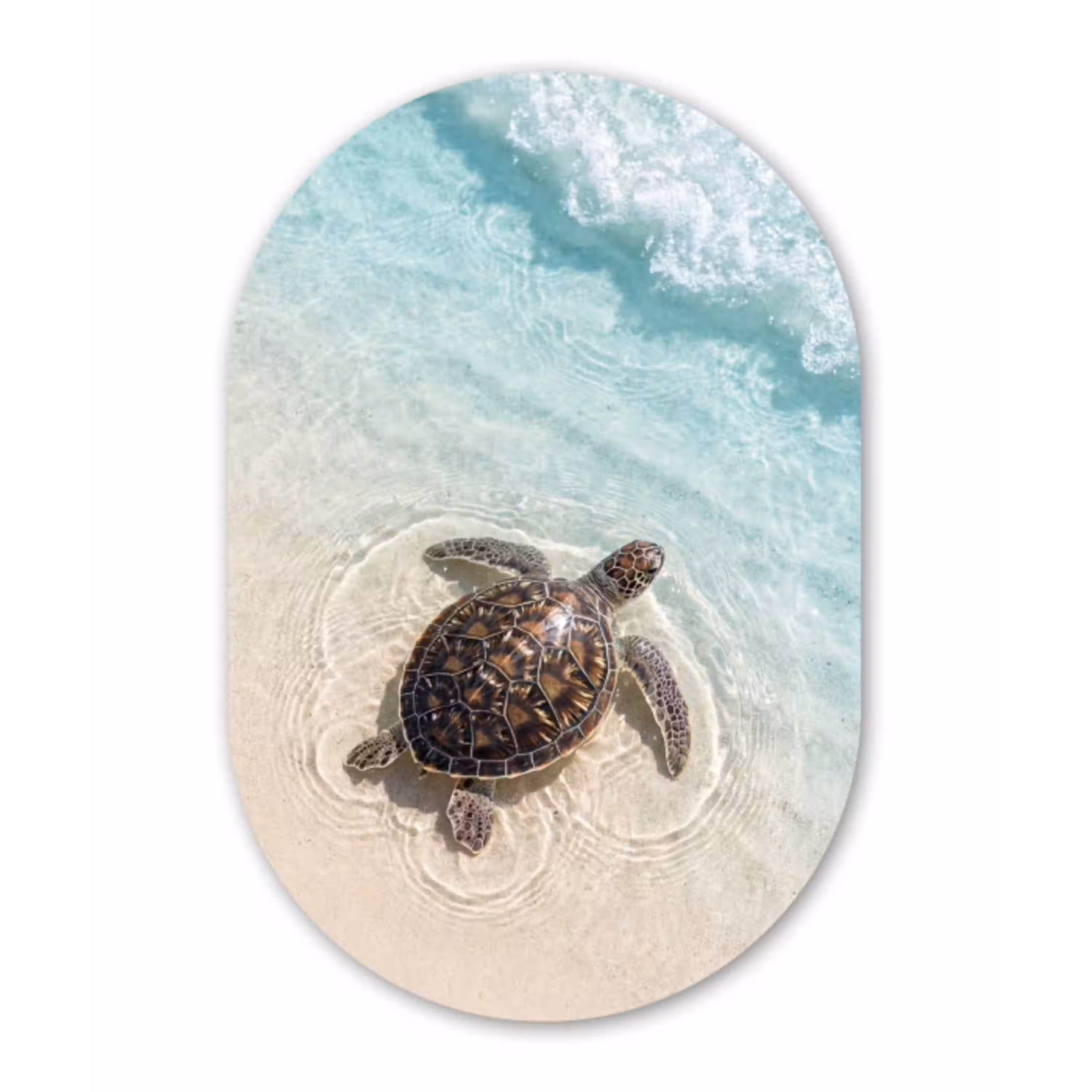 Schildpad - Helder water - Strand - Dieren - Natuur Wandcirkel Ovaal Aluminium middel -3d