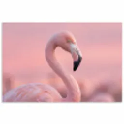 Flamingo - Portret - Roze poster papier klein -3d