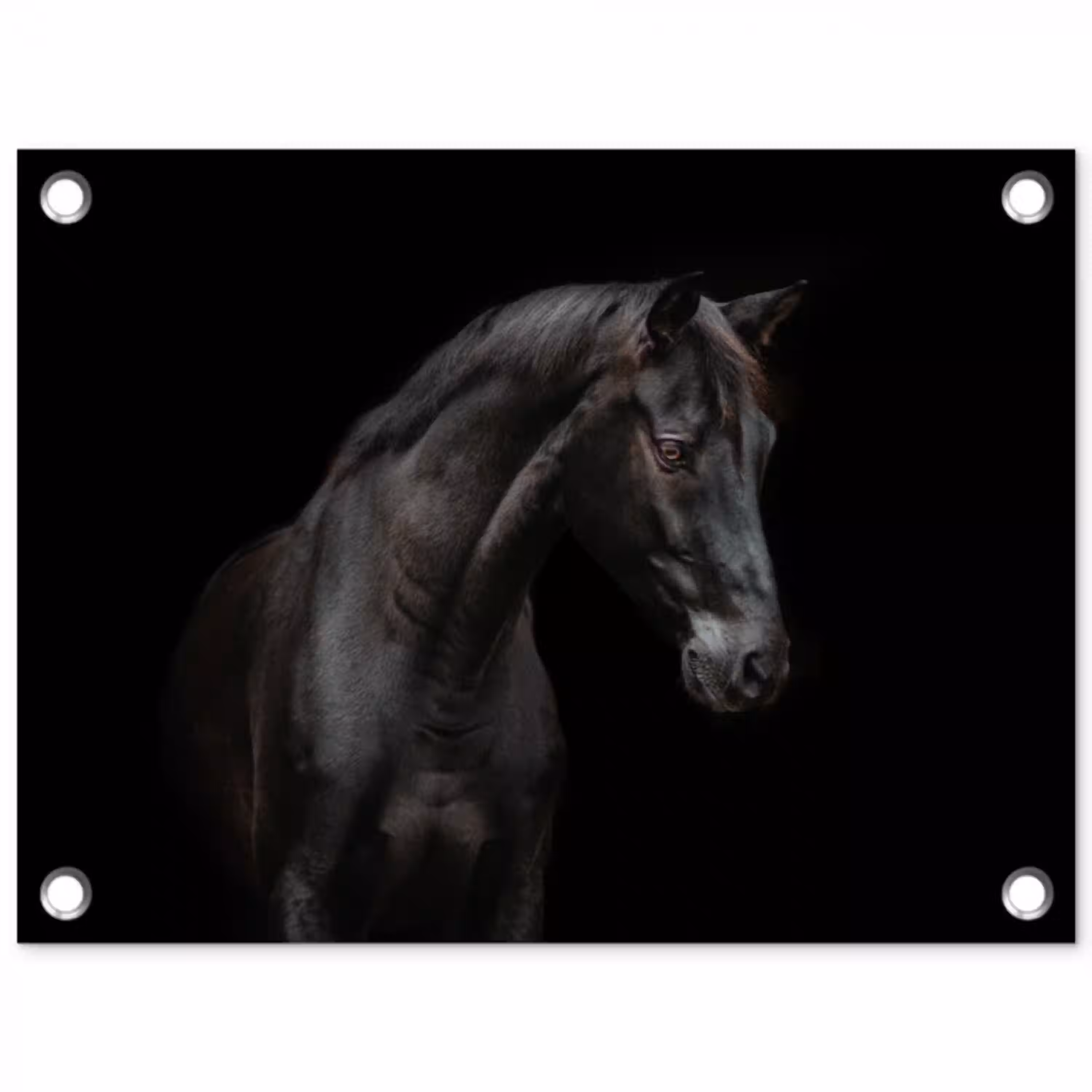Paard - Dieren - Zwart - Portret tuinposter los doek klein -3d