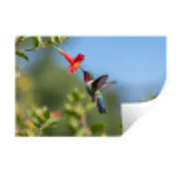 Kolibrie - Bloem - Natuur - Groen Muursticker klein -3d