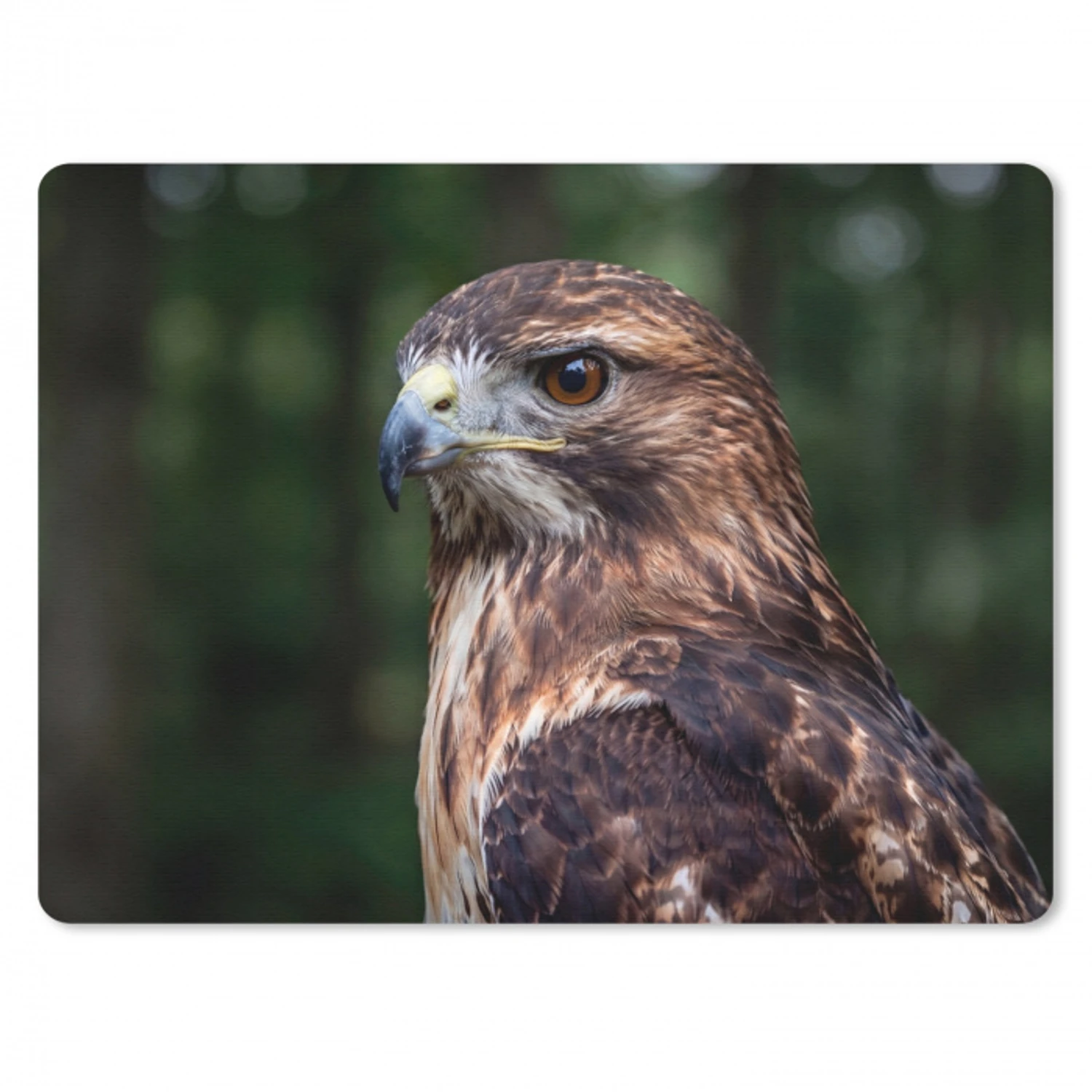 Buizerd - Roofvogel - Natuur - Bruin muismat rubber klein -3d
