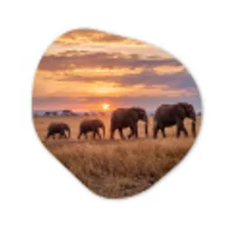 Olifanten - Savanne - Zonsondergang - Afrika - Warm Wandcirkel Organisch Aluminium middel -3d