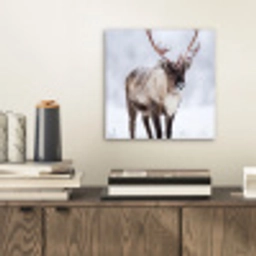 Rendier - Gewei - Toendra - Sneeuw - Wild aluminium wit klein -sfeer1