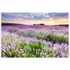 Lavendel - Bloemen - Zonsondergang - Paars - Weide poster papier klein -3d