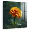 Bloemblaadjes - Afrikaan - Oranje - Wazig plexiglas 5mm klein -zzzproduct_nieuw
