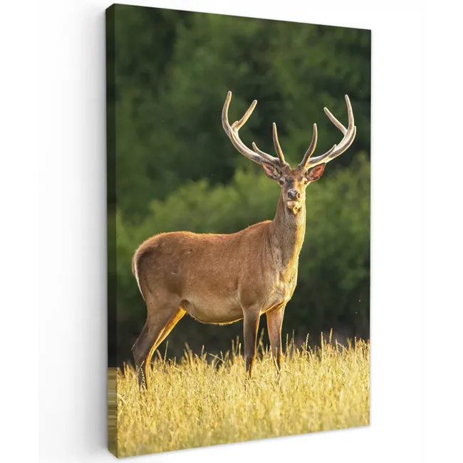 Hert - Gewei - Gras - Natuur - Dieren - Groen canvas 2cm klein -z3d