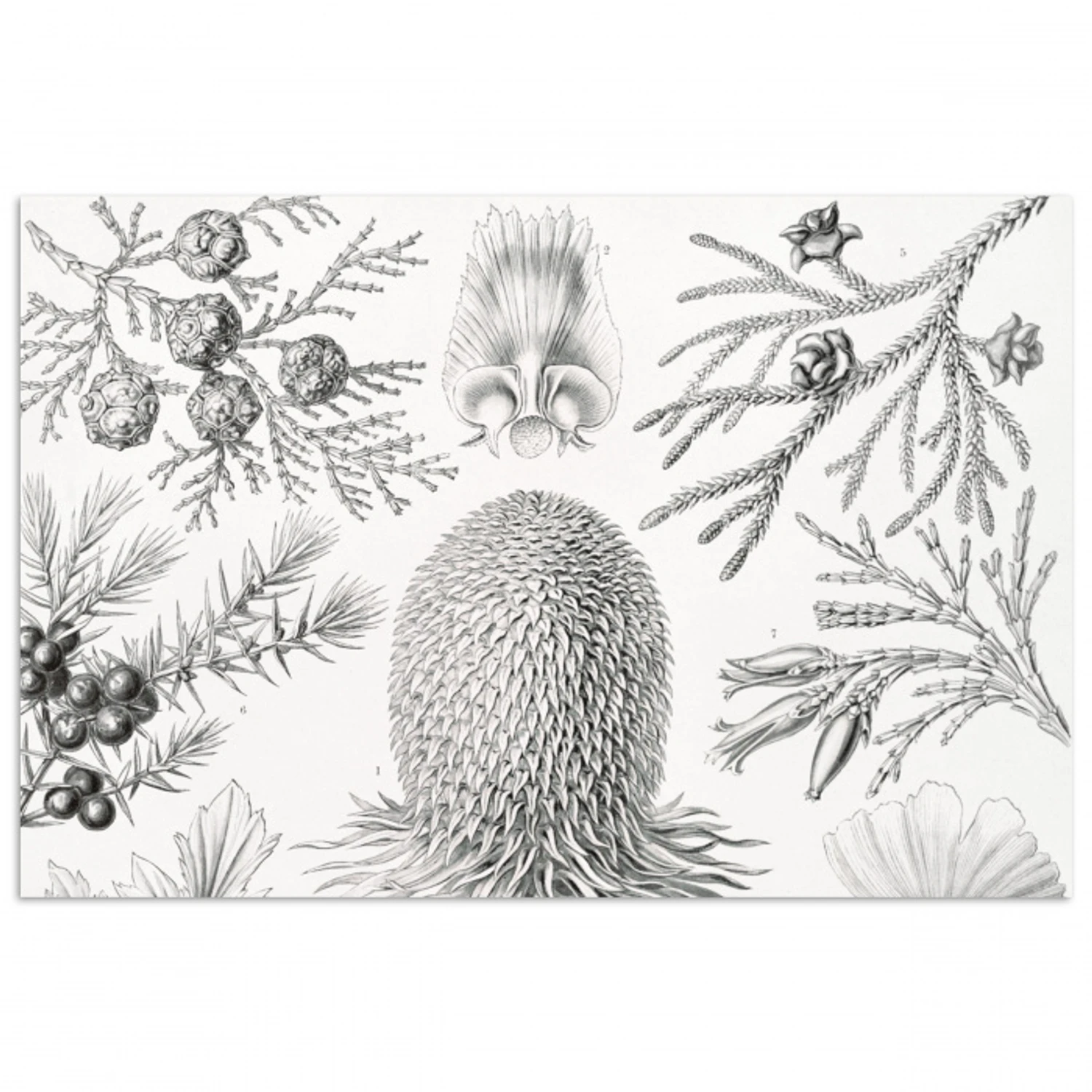 Coniferen - Ernst Haeckel - Kunst - Retro - Illustratie - Natuur poster papier klein -3d