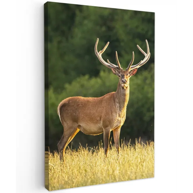 Hert - Gewei - Gras - Natuur - Dieren - Groen canvas 2cm klein -z3d