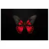 Vlinder - Rood - Contrast poster papier klein -3d