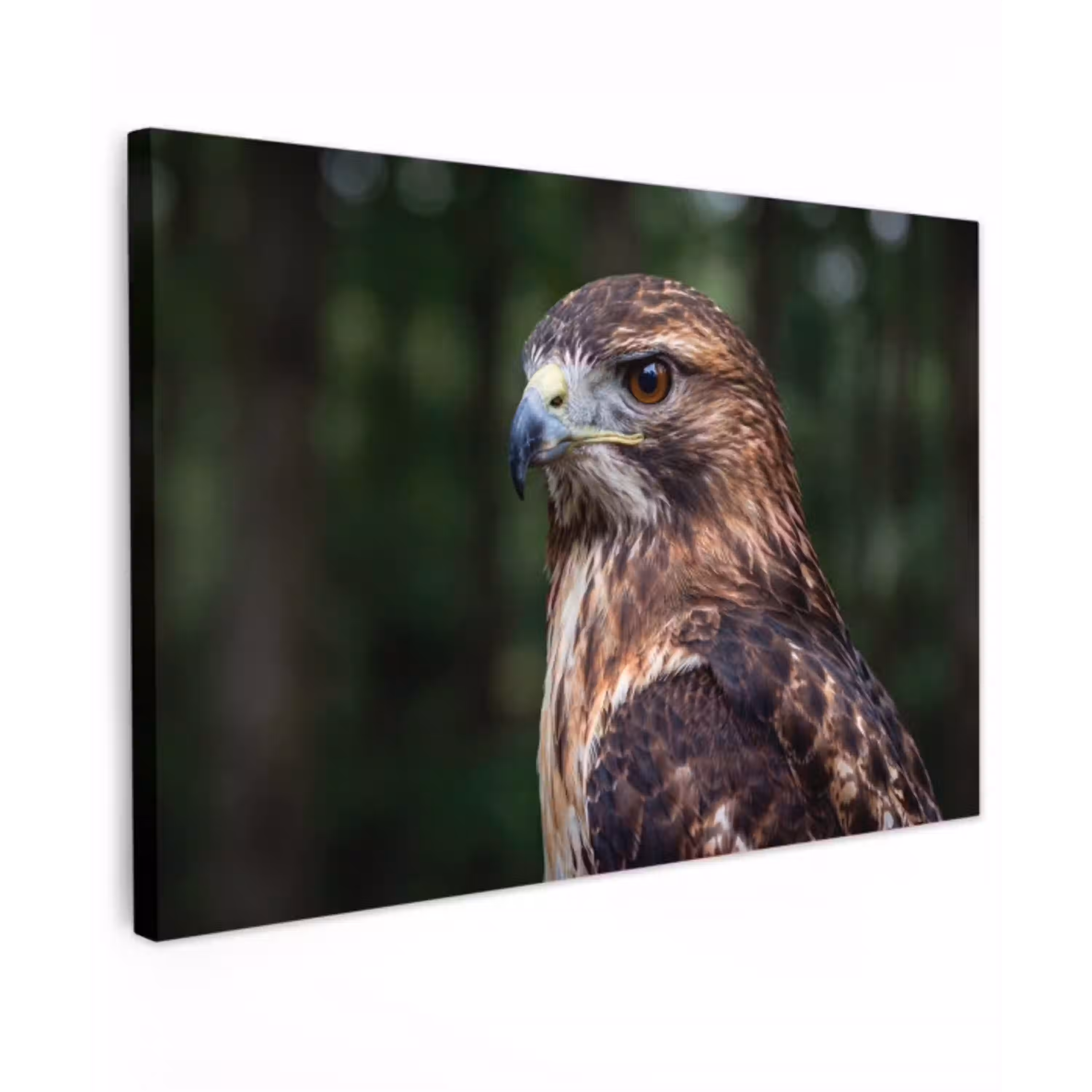 Buizerd - Roofvogel - Natuur - Bruin Tuinposter op houten frame 2 cm dik klein -3d