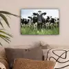 Koeien - Gras - Lente - Dieren - Weiland - Boerderij canvas 2cm klein -sfeer1