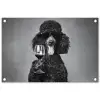 Hond - Krullen - Zonnebril - Wijn tuinposter los doek klein -3d