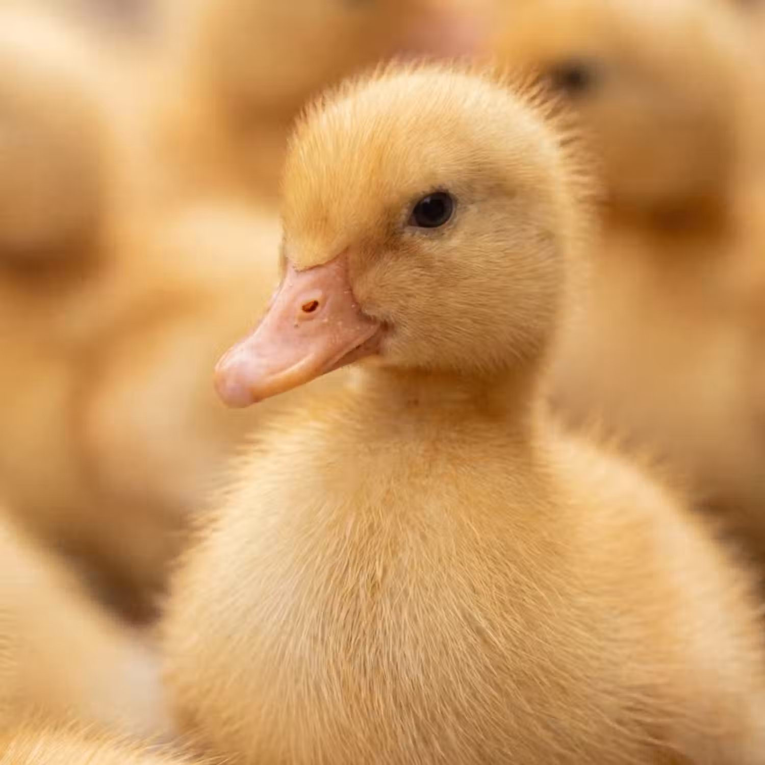 Tapete - Pfeil - Ente - Natur - Gelb