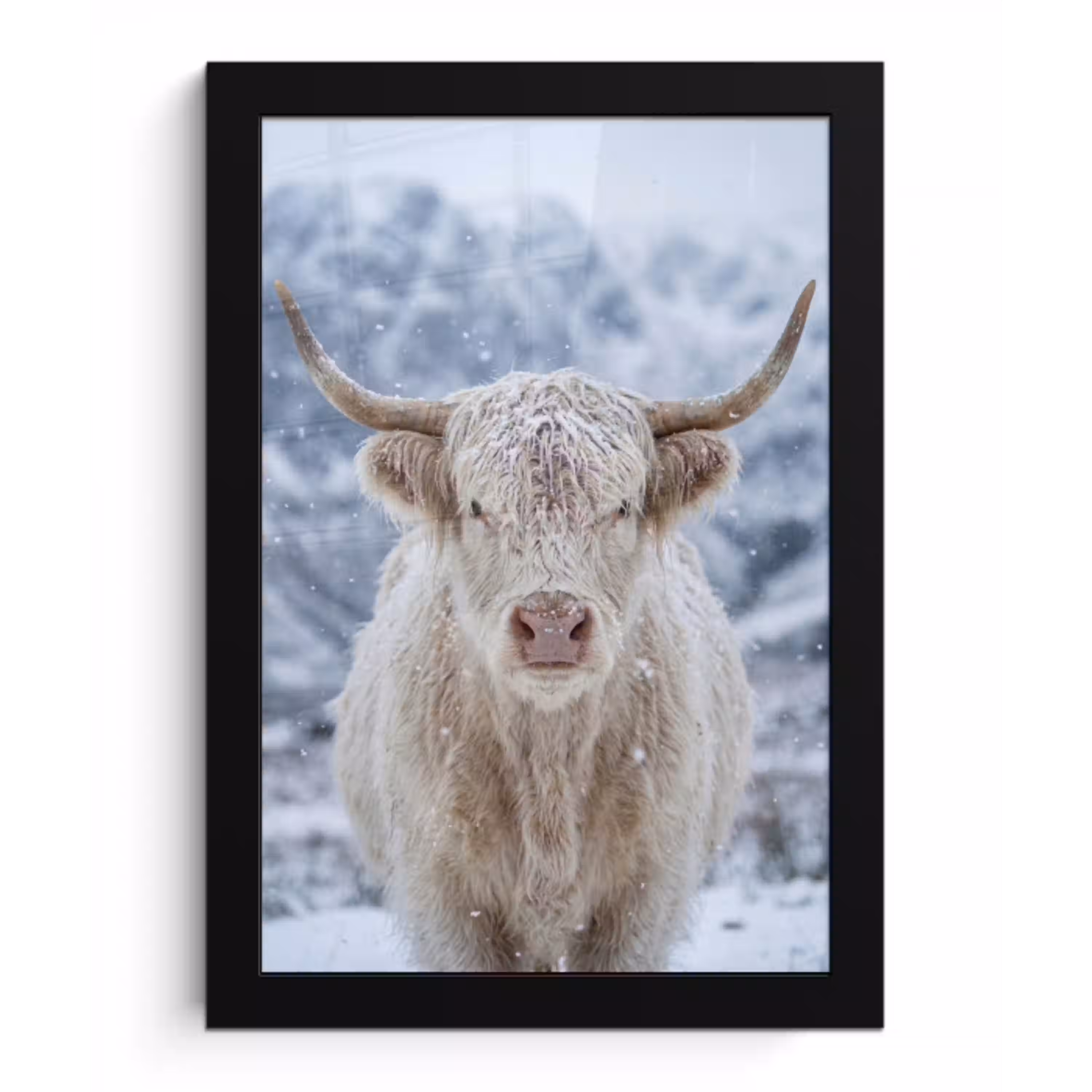 Schotse Hooglander - Sneeuw - Bergen - Winter fotolijst zwart zonder passe partout klein -3d