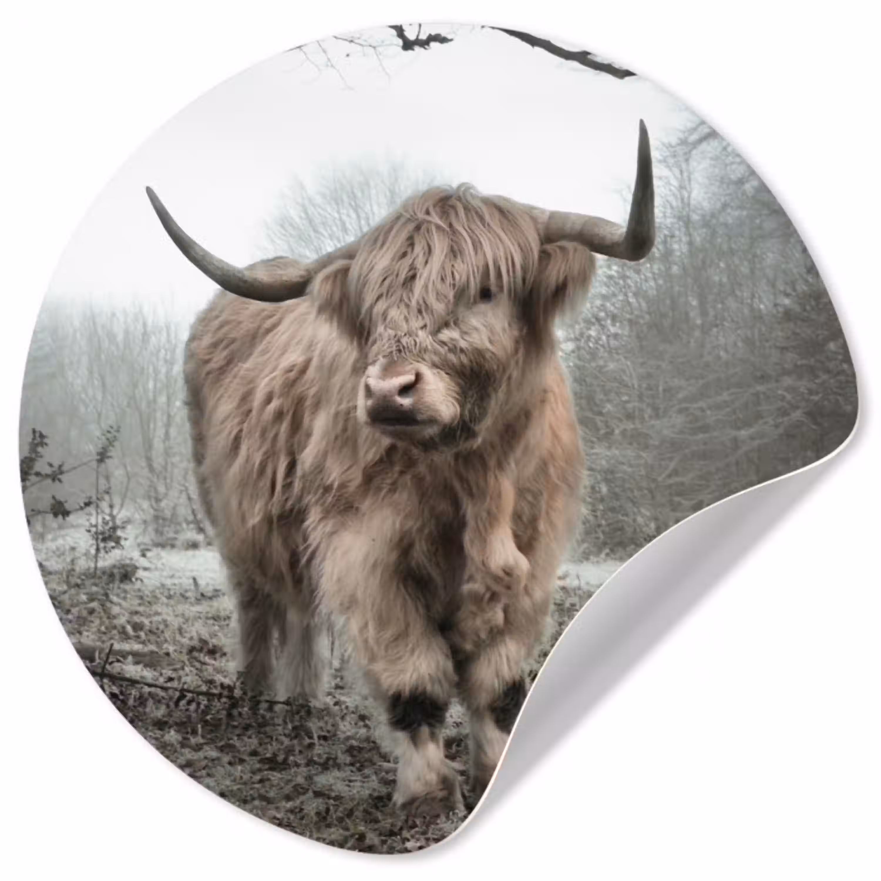 Schotse Hooglander - Bos - Mist - Koe - Dieren - Natuur Wandcirkel behangsticker klein -3d