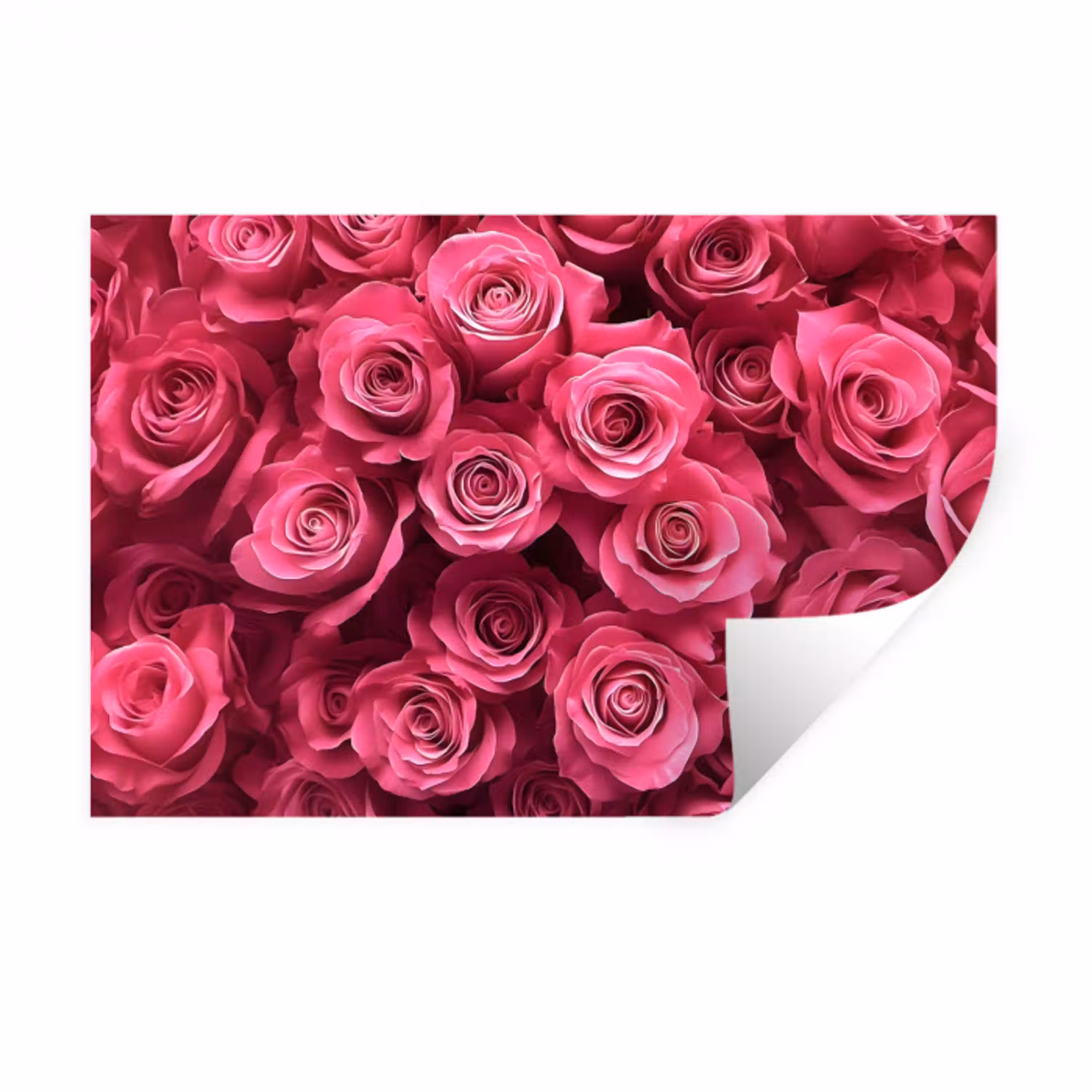 Rozen - Pink - Bloem Muursticker klein -3d