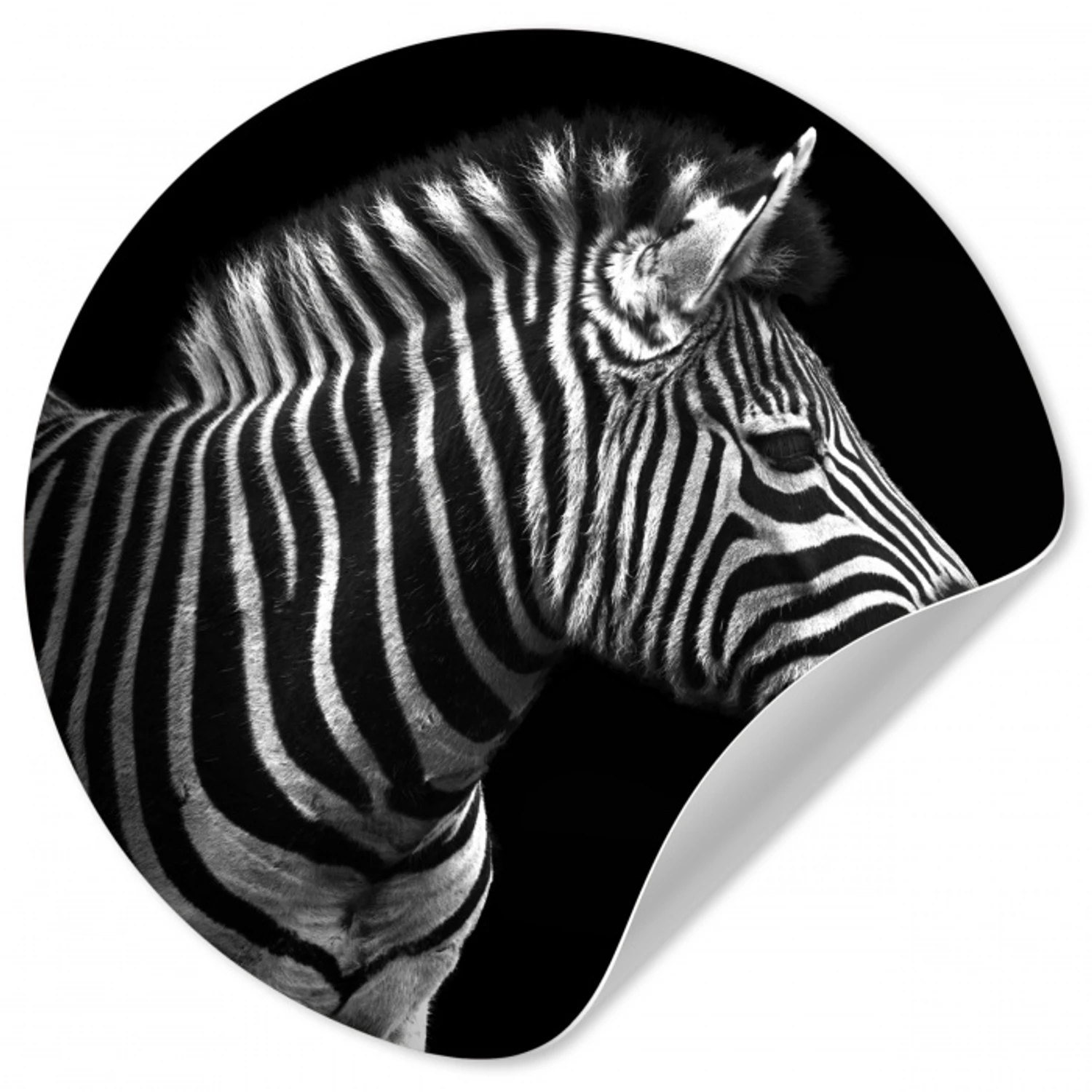 Zebra - Zwart - Wit - Portret - Dieren Wandcirkel behangsticker klein -3d